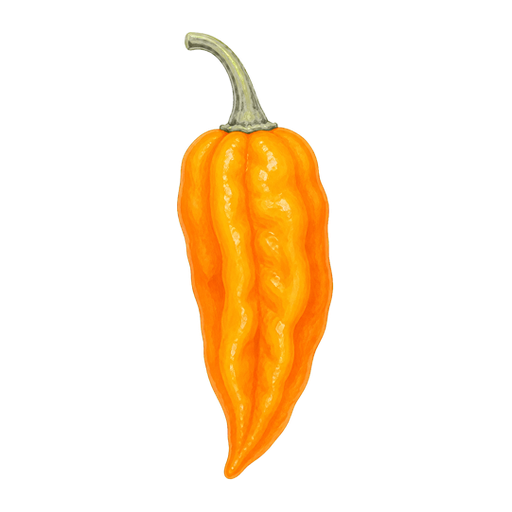 Aji Amarillo sticker illustration