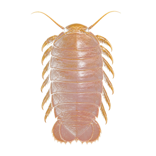 Balmain Bug sticker illustration