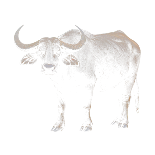 Buffalo sticker illustration