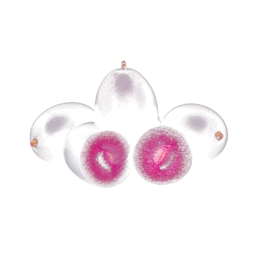 Davidson Plum sticker illustration