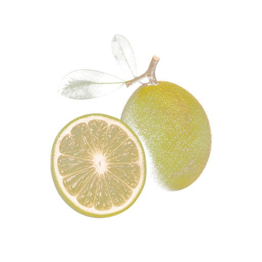 Desert Lime sticker illustration