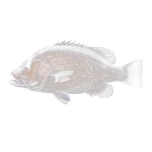 Dhufish sticker illustration