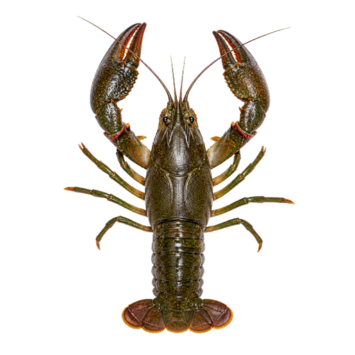 Marron sticker illustration