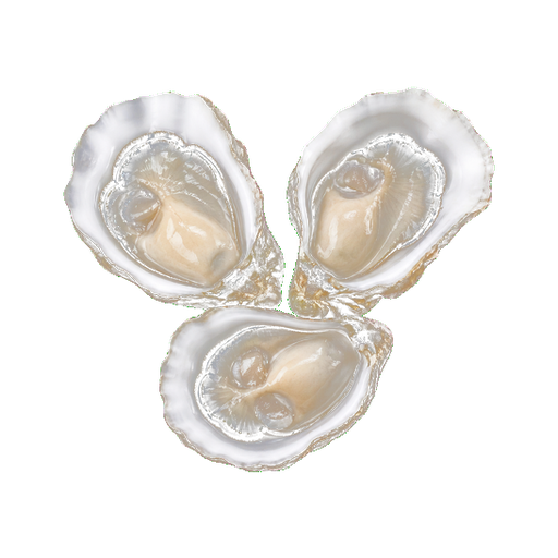 Sydney Rock Oyster sticker illustration