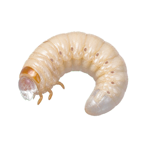 Witchetty Grub sticker illustration