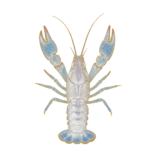 Yabby sticker illustration