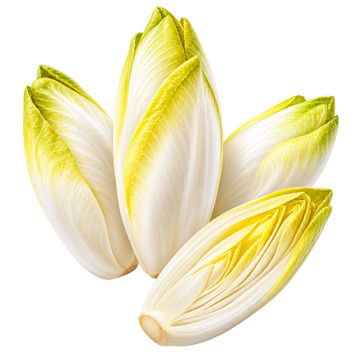 Belgian Endive sticker illustration