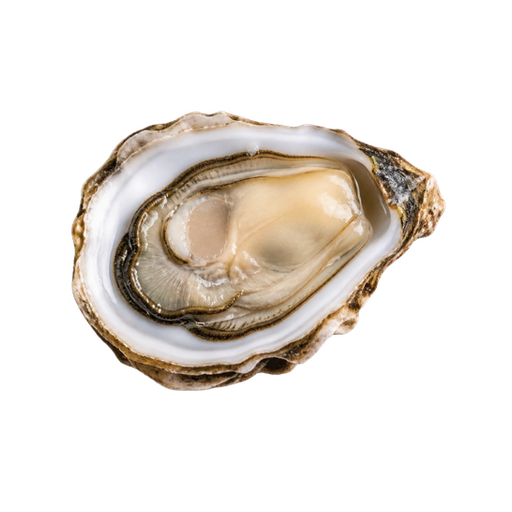 Malpeque Oysters sticker illustration