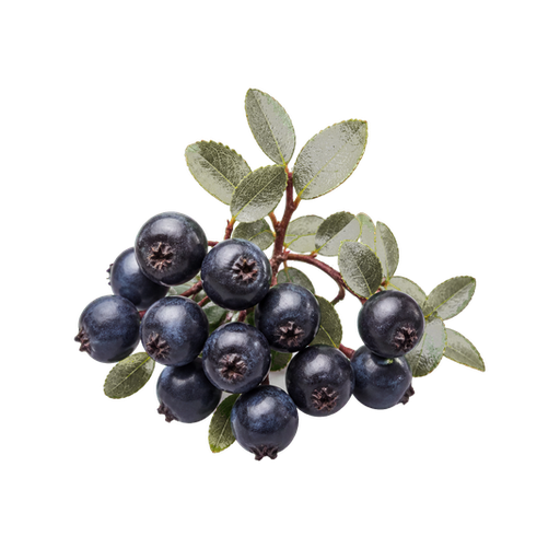 Calafate Berry sticker illustration