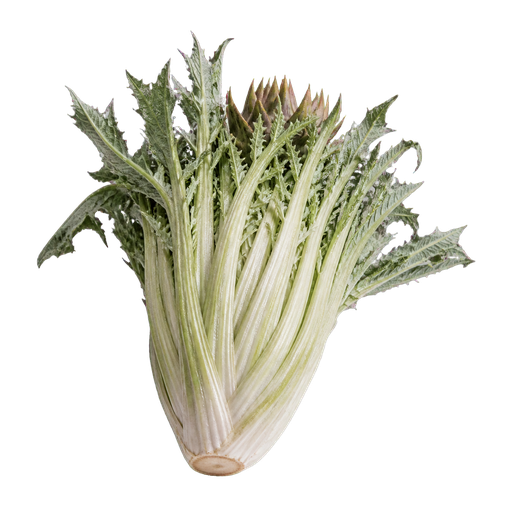 Geneva Spiny Cardoon sticker illustration