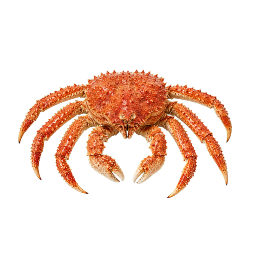 Centolla sticker illustration