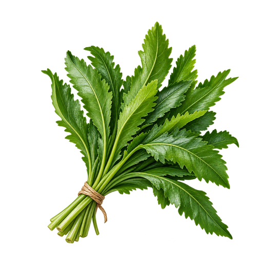Cilantro Cimarrón sticker illustration