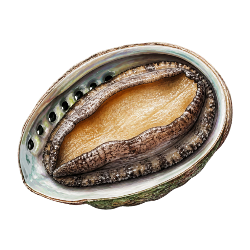 Chilean Abalone sticker illustration