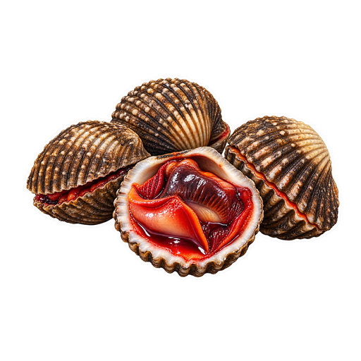 West African Bloody Cockle sticker illustration