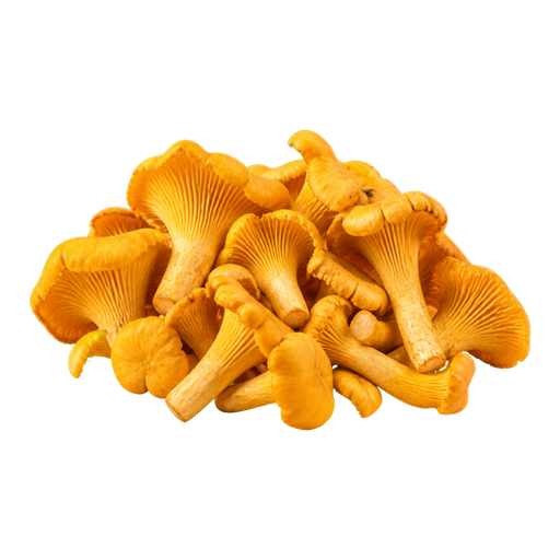 Chanterelles sticker illustration
