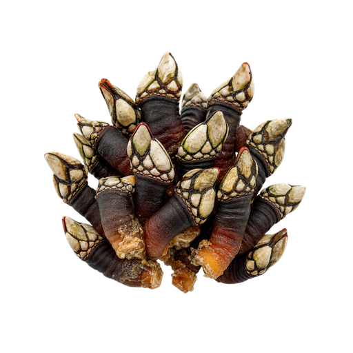 Goose Barnacles sticker illustration