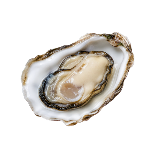 Hiroshima Oysters sticker illustration