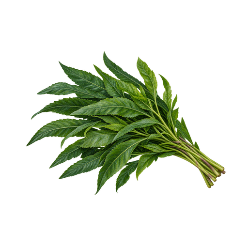Huacatay sticker illustration
