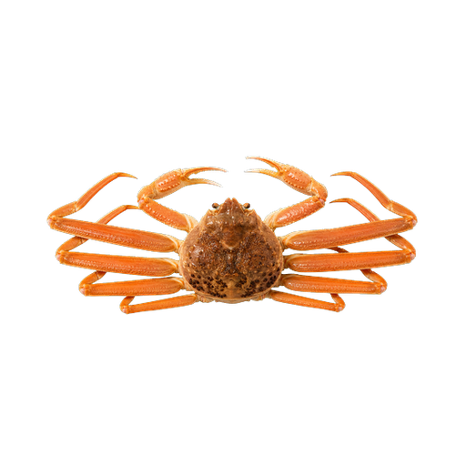 Matsuba Crab sticker illustration