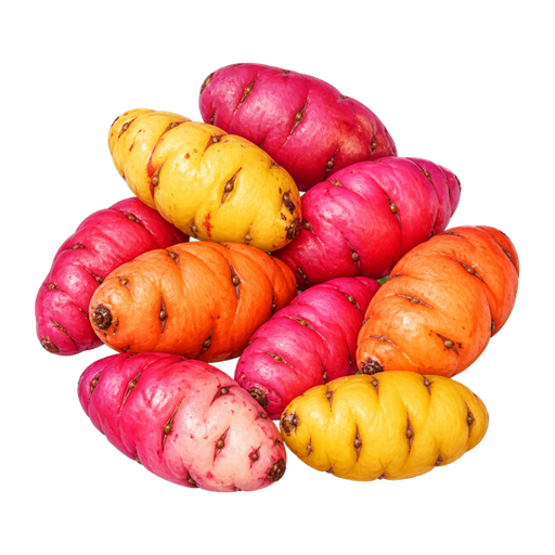 Oca sticker illustration