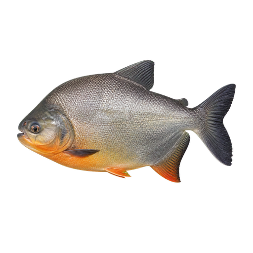Pacú sticker illustration