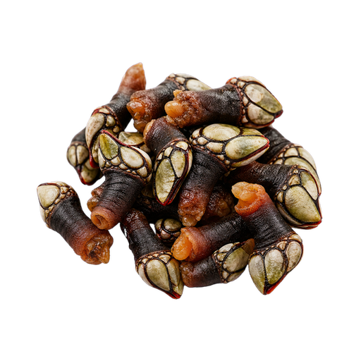 Percebes sticker illustration