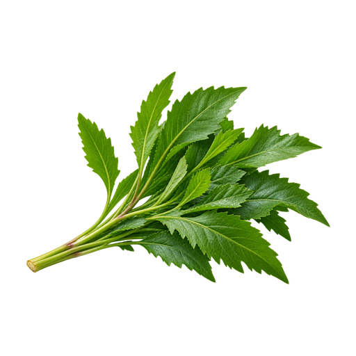Misquito Leaf sticker illustration