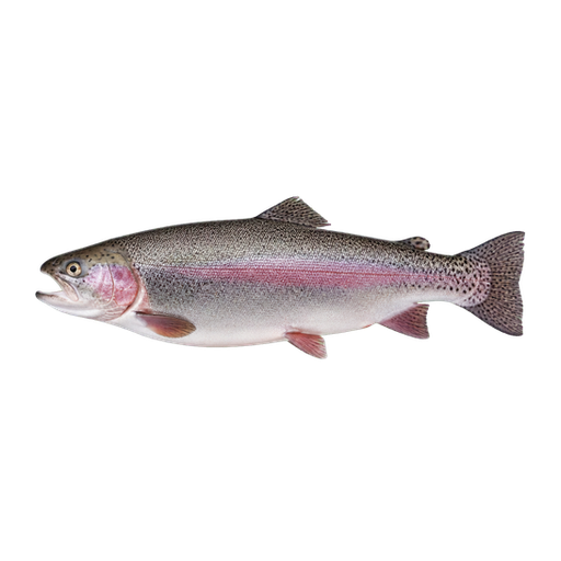 Trucha Patagónica sticker illustration