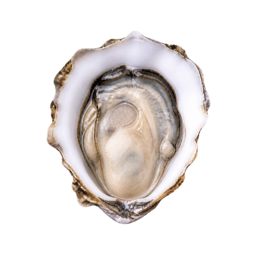 Native Oyster sticker illustration